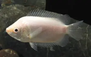 💗 Pink Kissing Gourami 2" Fun Must Have Tropical Fish