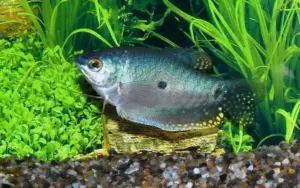 💎 Blue Gourami 1.5" (Trichopodus trichopterus) – Hardy & Peaceful Community Fish