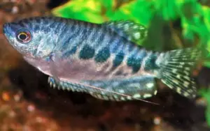 💎 Opaline Gourami (Random) 1.5" - Elegant & Hardy Community Fish