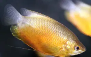 🌅 Sunset Gourami 1.5" (Trichogaster labiosa) – Peaceful & Vibrant Dwarf Gourami