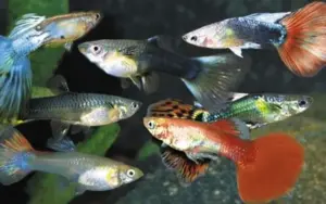 12 Female Guppy Mix - Vibrant Live Fish FAST SHIP
