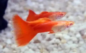 6x MALE Red Moscow Guppies, Live Fish. Healthy Active Beautiful Guppy