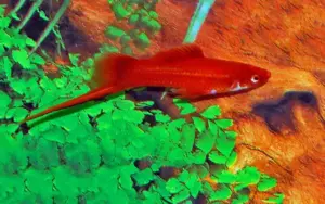 4 Red Velvet Swordtail Lrg. Mixed Genders Freshwater Live Tropical Aquarium Fish Live Fish