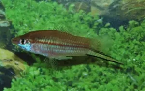 3x Pineapple Swordtail Freshwater Live Fish