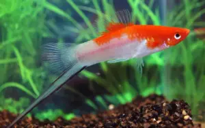 3 Koi Swordtail Fish Active Healthy Fish Mixed Colors & Genders