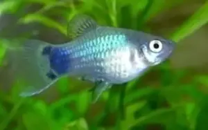 Blue Mickey Mouse Platy Xiphophorus maculatus – Fancy Platy Fish Varieties for Freshwater Aquariums