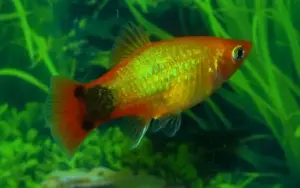 Golden Mickey Mouse Platy