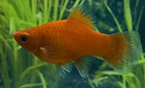 5 Red Platy - Freshwater Aquarium Platy Fish!