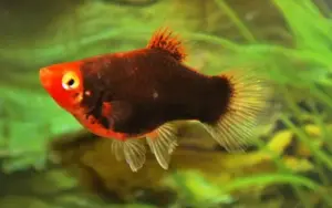 5 Pack Platy Coral Black - Stunning Freshwater Aquarium Fish!
