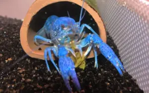 Electric Blue Claw Lobster 2"- 2.5"