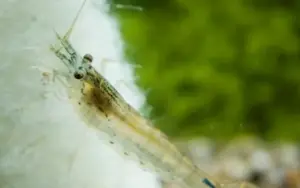 5 Algae Eating Shrimp Caridina Japonica Live Freshwater Shrimp fun Addition