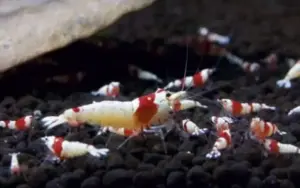 Crystal Red Shrimp Caridina sp. Crystal Red Live Freshwater Shrimp fun Addition