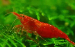 5 Red Cherry Shrimp medium Size