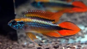 1 Pair Apistogramma Agasizzi Double Red Live Tropical Aquarium