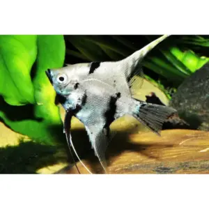 Platinum Marble XL Angel Fish Healthy and Stunning