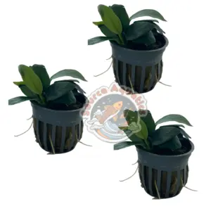 3 PACK Anubias Nana Healthy Live Aquarium Plants