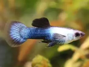 6x MALE Blue Panda Guppies, Live Fish. Healthy Active Strikingly Beautiful Guppy