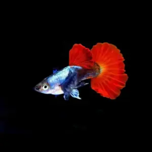 3 Platinum Red Dumbo Ear Guppy MALES -Awesome Fun 🌿 Live Fish