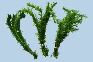 3 Bunches Anacharis Egeria Densa - Easy Live Aquarium Plant Floating or Rooted Beginner Friendly Oxygenating Freshwater Aquascaping Plant