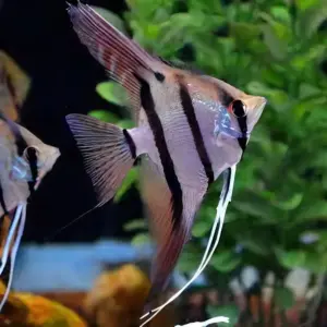 Scalare x Altum XL Angel Fish Healthy Live Fish tropical aquarium