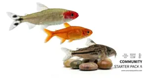 Community Starter Pack A