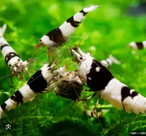 Black Crystal Shrimp Caridina sp. Crystal Black Live Freshwater Shrimp fun Addition