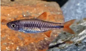 Red Cherry Rasbora Medium Live Freshwater Aquarium Fish