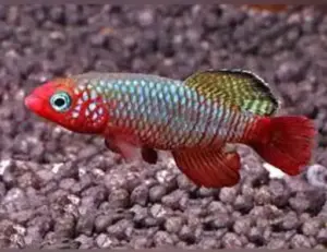 PAIR Red Fin Notho Killie Fish