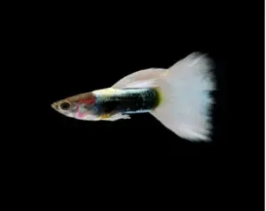 5x Male Platinum White Tuxedo Guppies - Lively, energetic and fun!