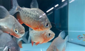 3x Red Pacu Small 1"-1.5" Live Fish Unbeatable Price Beautiful