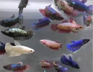 Female Betta Lrg- Random Pick -Healthy Active Betta Live Fish for Aquarium