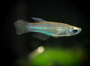 3 Pack of Neon Stripe Lampeye Killie beautiful Live Fish Freshwater Aquarium