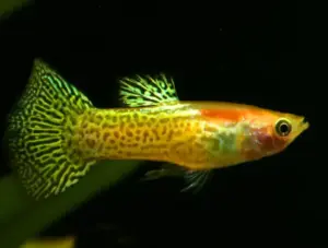 3 Yellow Snakeskin MALE Guppies, Live Fish. Healthy Active Beautiful Guppy