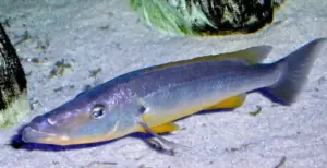 Barracuda Cichlid 1.5"  Rhamphochromis Ferox Predatory Lake Malawi Beauty