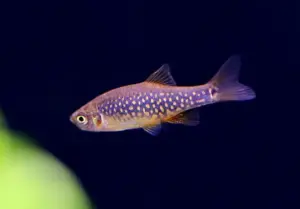 🌌 Celestial-Emerald Danio Hybrid – Rare Hybrid Galaxy Microrasbora