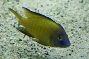 🌟 Usisya Flavescent Peacock (Aulonocara steveni) 2" – Vibrant Malawi Peacock Cichlid