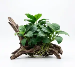 Anubias Nana Live Aquarium Plant – Low Light Freshwater Plant (Beginner Friendly, No CO2 Required)