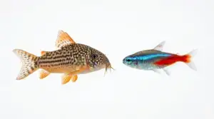 12 Neon Tetra School + 3 Sterbai Corydoras Bundle (Community Starter Pack)