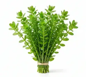 Bacopa Caroliniana Live Aquarium Plant – Easy Freshwater Stem Plant (Beginner Friendly)