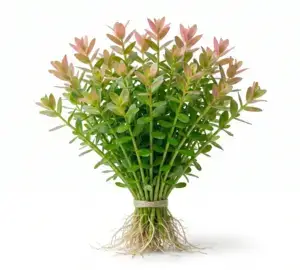 Rotala Rotundifolia Live Aquarium Plant – Easy Red/Green Stem Plant for Aquascaping