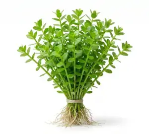 Bacopa Monnieri (Moneywort) Live Aquarium Plant – Easy Freshwater Stem Plant (Beginner Friendly)