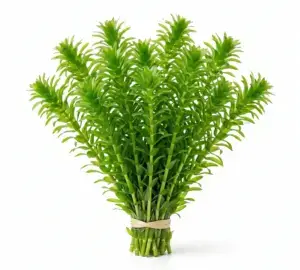 Anacharis Live Aquarium Plant (Egeria Densa) – Easy Beginner Fish Tank Plant