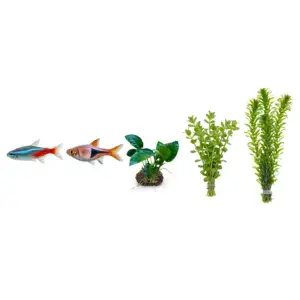 Beginner Aquarium Starter Kit – Fish & Live Plants Bundle (Easy Setup)