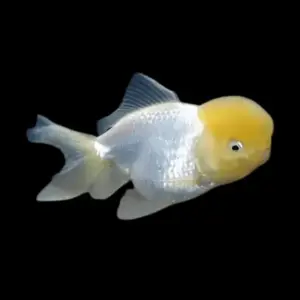 💛 White-Yellow Cap Oranda Fantail Goldfish 2"- 3" Live Fish for Pond