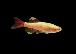 🐟6x Gold White Cloud Danio (small) Elegance Unleashed! 🐟 LIVE FISH