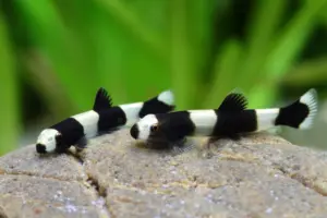 🐼 Panda Loach (Yaoshania pachychilus) – Rare, Peaceful & Adorably Patterned Algae Grazer