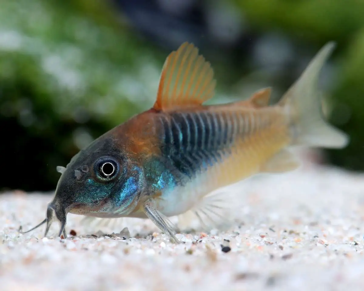 Venezuela Corydora Small Great Energetic Cory Fast Ship Live Fish