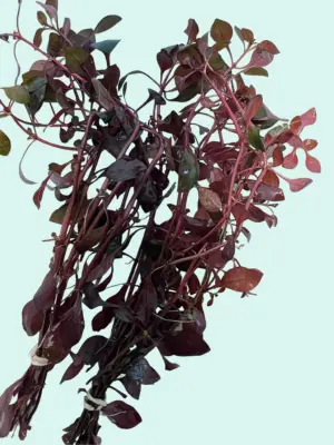 3 Lush Bunches Ludwigia Super Red Aquatic Plant - Live Freshwater Aquarium Plant for Fish Tank Decoration