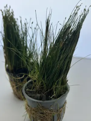 3 Potted Dwarf Hairgrass Live Aquarium Plant, Foreground Grass for Aquascaping, Easy Carpeting Plant, Gift for Planted Tank Lover