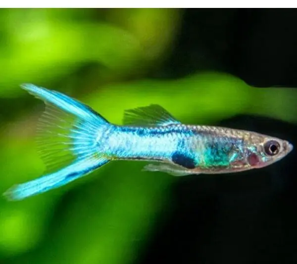 🎩 12 Male Blue Endler Guppies Medium Size - Vibrant Rich Powder Blues! 🌿 Live Fish